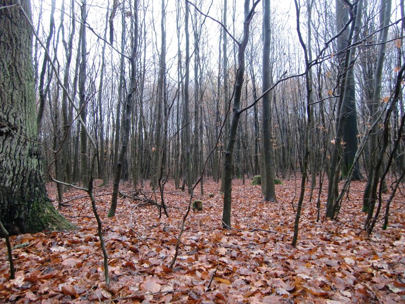 MTB Hoesseringen 2010 067